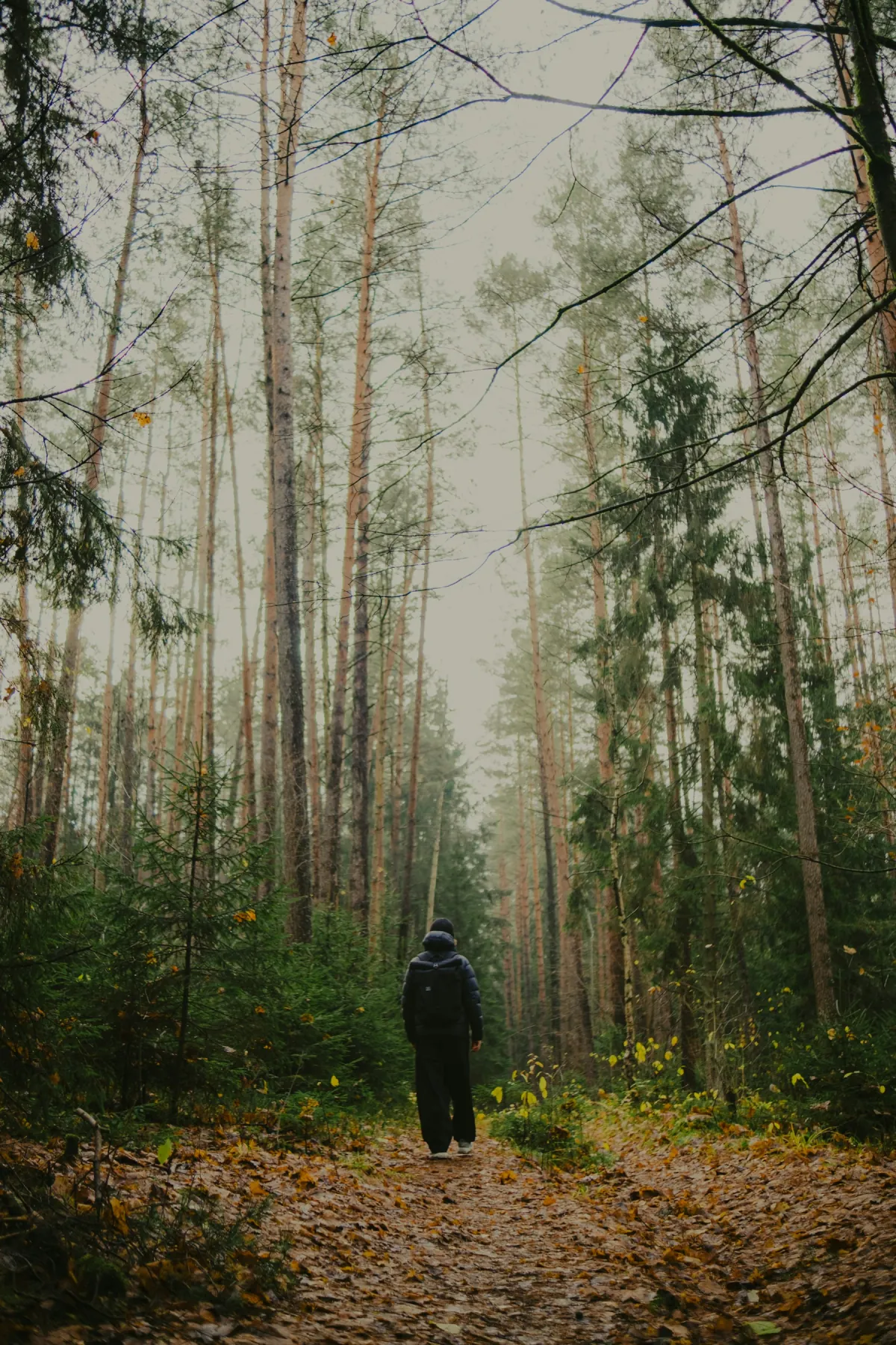 Personne marchant sur un chemin dans une forêt